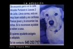 Cartaz divulgando que um cachorro foi encontrado. A palavra "est" encontra-se sem acento no texto, este fato pode ser elemento propulsor de uma explorao didtica sobre os acentos diacrticos. Outro ponto que pode ser levantado  o anncio de que um co foi encontrado e no o de seu desaparecimento como comumente acontece. Palavras-chave: Cartaz. Acento. Diacrtico. Espanhol. Adoo. Direitos dos animais. 