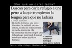 Esta imagem  um recorte de uma notcia publicada no jornal espanhol 20 minutos.es. As autoridades buscam um novo lar para Dama, uma cadela labradora, que teve a lngua cortada para no latir. Alm da explorao do texto em si, os maus-tratos aos animais  um bom tema para debate a partir desta imagem. Palavras-chave: Perra. Labrador. Maus-tratos. Conectores. Animais. Espanhol.