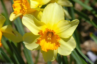 O narciso  uma flor cujas cores variam entre amarelo e branco.  tambm o nome de um personagem da mitologia grega, famoso pela sua beleza e orgulho.
(Adaptado de http://upload.wikimedia.org/wikipedia/commons/2/20/Yellow_Daffodil.jpg e http://pt.wikipedia.org/wiki/Narciso)

Palavras-chave: flor, beleza, vaidade, literatura, poesia, poema.

