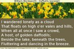 Trecho do poema "Daffodil", do ingls William Wordsworth. Veem-se tambm alguns narcisos. Palavras-chave: Literatura. Inglaterra. Flores. Narciso.
