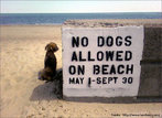 Foto de um cachorro sentado prximo a uma praia, ao lado de um muro com o aviso "Proibida a entrada de ces na praia" e a data "1 de maio - 30 de setembro".   Palavras-chave: tempo, data, particpio, proibio, aviso, animal, regra.