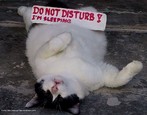 Foto de um gato deitado com uma plaqueta de papel pedindo silncio.  Palavras-chave: verbo, classes de palavras, sintaxe, ordem, ao.