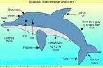 Figura apresentando as partes externas do corpo de um golfinho.   Palavras-chave: Descrio. Campo semntico. Peixes. Golfinho. Mar.