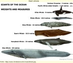 Infogrfico mostrando vrios tipos e tamanhos de baleias.  Palavas-chave: Baleia. Narrativa. Literatura. Gneros textuais. Animais mamferos. Mar.