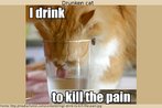 Imagem humorstica contendo um gato a beber dentro de um copo de vidro. Junto com a imagem, vai a frase "Eu bebo para esquecer as mgoas" (I drink to kill the pain).  Palavras-chave: Humor. Gato. Copo. Vidro. Bebida. Mgoas. Mtodo. Sofrimento. Sociedade. Vcios. Sublimao.
