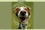 Foto de um cachorro "sorrindo", junto com um verso em que se retrata o relacionamento entre co e dono.  Palavras-chave: Animal. Emoo. Sorriso. Poesia. Lyrics. Music.