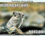 Foto de um animal tpico da Austrlia. Junto com a imagem, l-se uma frase escrita no ingls australiano informal.  Palavras-chave: Austrlia. Gria. Ortografia. Diferena. Variao.
