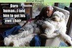 Nesta imagem, um co Old English Sheepdog est sentado junto do dono sobre uma poltrona. Na inscrio, pode-se ler: "Malditos humanos. Eu falei para ele arranjar uma poltrona para ele".  Palavras-chave: Expresso idiomtica. Animal de estimao. Folgado.