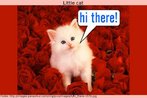 Foto de um gato branco e pequeno sobre um tapete de rosas vermelhas. Pelo balo, o gato sada com a expresso "Hi there", sem utilizar letra maiscula. Palavras-chave: Pontuao. Expresso idiomtica. Animal. Gato.
