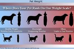 Nesta imagem, v-se a figura de ces e gatos, indicando o aspecto do animal quando est com o peso ideal, quando est com sobrepeso e quando ele est obeso. Palavras-chave: Animal. Estimao. Peso. Gordura.