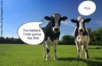 Nesta imagem, uma vaca muge, e a outra reclama: "Sua tonta, eu ia dizer isso".  Palavras-chave: animal, pasto, dilogo, vadas.