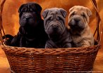 Foto de três filhotes de cachorro da mesma raça mas de cores diferentes, dentro de um cesto de vime.  Palavras-chave: cão, animal, estimação, família.