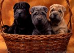 Puppies inside a basket