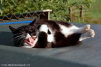 Foto de um gato enrolado em pano pardo, com linguagem lolcat. Lê-se: "Eu sou Dunecat, eu 'controla' o espaço; eu 'controla' o universo".  Palavras-chave: gramática, internetês, gato, estimação.