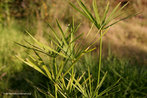  Foto da planta do papiro, que sobrevive em lugares midos, e  utilizada na extrao do material para o fabrico de papel de papiro.  Palavras-chave: papiro, papel, descrio, natureza, campo semntico. 