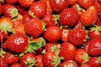 Imagem de vários morangos maduros, ingrediente comum a receitas de doces e saladas.  Palavras-chave: morango, vermelho, receita.