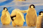 Foto de pinguins sobre uma pedra de gelo.  Palavras-chave: pinguim, gelo, animal, humanidade, ártico, aquecimento.