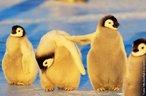 Foto de pinguins sobre uma pedra de gelo.  Palavras-chave: pinguim, gelo, animal, humanidade, rtico, aquecimento.