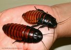 Imagem de duas baratas gigantes de Madagascar, uma das maiores espécies desses insetos.  Palavras-chave: barata, sensações, descrição, inferência, literatura, Kafka