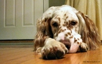 Foto de um cachorro de grande porte, deitado em frente a uma porta. Palavras-chave: amigo, cão, espera, porta, fidelidade, interpretação, descrição. 