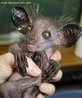 Aie-aie, tambm ai-ai ou aye-aye (Daubentonia madagascarienses), primata endmico de Madagascar.  Palavras-chave: descrio, aie-aie, Madagascar, campo semntico, primatas. 