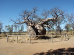 Foto de um baobá. O baobá é uma árvore nativa de Madagascar (símbolo desse país), de países africanos e da Austrália. Tornou-se bastante conhecida porque tem lugar de destaque no livro "O pequeno príncipe", de Exupery. Palavras-chave: baobá, árvore, literatura, narrativa, Madagascar, príncipe. 