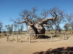 Baobab tree