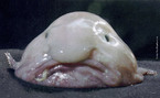 Foto de um peixe blobfish (Psychrolutes marcidus), que habita as guas profundas das costas da Austrlia e Tasmnia.  Palavras-chave: blobfish, interdiscurso, descrio, regies abissais, peixes. 