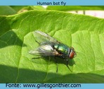 Foto de uma mosca-varejeira (beronha) andando sobre uma folha. Palavras-chave: Mosca. Varejeira. Beronha. Folha. Inseto. Perigo. Saúde. Contato. Bicheira.