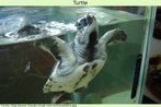 Foto de uma tartaruga presa em um aquário, mostrando a parte inferior de seu casco. Palavras-chave: Tartarugas. Quelônios. Animais. Répteis. Campo semântico. Descrição.