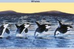 magem de quatro baleias fazendo movimentos semelhantes no mar. Palavras-chave: Baleia. Narrativa. Literatura. Gêneros textuais. Animais. Mamíferos. Mar. Descrição. Natureza. 