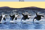 Whales