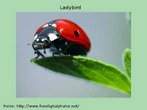 Foto de uma joaninha (ladybird ou ladybug) sobre uma folha. Palavras-chave: Joaninha. Cor. Gênero. Símbolo. Feminino. Masculino. Francis. Inseto.