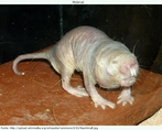 Foto de uma ratazana-toupeira - designação comum a um tipo de roedor africano. Palavras-chave: Ratazana. Toupeira. Campo semântico. Animais roedores. Descrição. Pêlos.