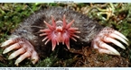 Star-nosed mole