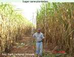 Foto de um homem em pé, num corredor de um canavial, ao lado de grandes canas de açúcar. Palavras-chave: Cana. Açúcar. Plantação. Proporção. Fartura. Agricultura. Verde. Natureza. Produção. Comparação. 