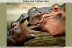 Foto de um hipopótamo fêmea em frente ao seu filhote. Ambos estão na água e de bocas abertas. Palavras-chave: Hipopótamo. Mãe. Filhote. Animal. Instinto. Aborto. Família. Amor.