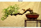 Foto de uma árvore bonsai plantada num vaso de cerâmica e depositada sobre uma pequena mesa. Palavras-chave: Árvore. Bonsai. Mesa. Cultura. Interculturalidade. Oriente e ocidente. Japão.