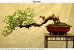 Foto de uma rvore bonsai plantada num vaso de cermica e depositada sobre uma pequena mesa. Palavras-chave: rvore. Bonsai. Mesa. Cultura. Interculturalidade. Oriente e ocidente. Japo.