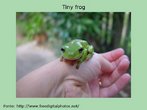 Tiny frog