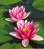 Water lilly