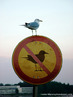 Foto de um pássaro pousado sobre uma placa com mensagem (iconográfica) proibindo a presença de pássaros.  Palavras-chave: contradição, atitude, proibição, trânsito, símbolo.