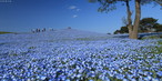 Flores do Parque Itachi, localizado em Hitachinaka, Japo.  Palavras-chave: Natureza. Flores. Azul. Cores. Ambiente.