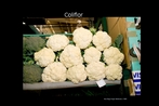 Coliflor