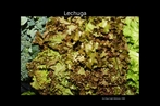 Foto de alface-roxa crespa, planta originria da ndia, de folhas comestveis, usada para saladas. A unidade 5 do LDP est relacionada  alimentao. Palavras-chave: Alface. Lechuga. Salada. Ensalada. Comida. Campo lxico.