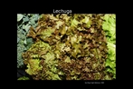 Lechuga