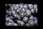 Imagem de uvas roxas, fruta de gros mais ou menos redondo, usada para fazer doce, suco e vinho. A unidade 5 do LDP est relacionada  alimentao. Palavras-chave: Uva. Fruta. Vinho. Alimento. Comida. Natural. Cores.