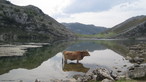 Imagem do Lago Enol, que compe o conjunto conhecido como Lagos de Covadonga, nas Astrias, Espanha. Palavras-chave: Descrio. Paisagem. Lago Enol. Paisagem. gua.