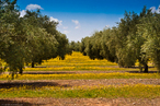 Imagem de um olival, plantao bastante comum em toda a Pennsula Ibrica. Palavras-chave: Olivar. Descrio. rvore. Olival. Azeitona. Plantao. Azeituna. Espanha.