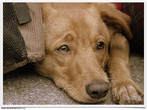 Os cachorros têm sentimentos? Se este cão dissesse o que está sentindo, o que você acha que ele diria? Palavras-chave: Animais. Descrição. Pensamento. Expressão.